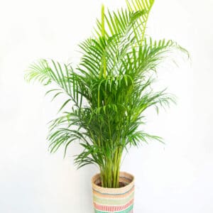 kamerplant areca palm