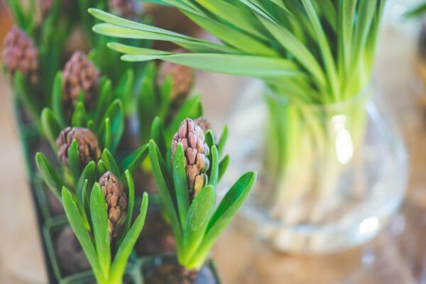 promo hyacint
